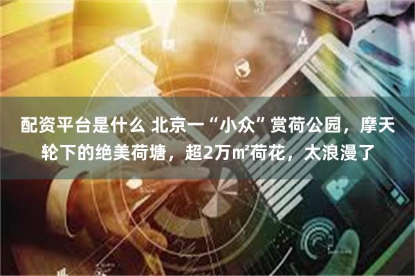 配资平台是什么 北京一“小众”赏荷公园，摩天轮下的绝美荷塘，超2万㎡荷花，太浪漫了
